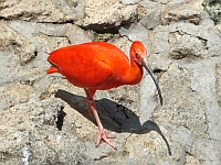 Ibis červený